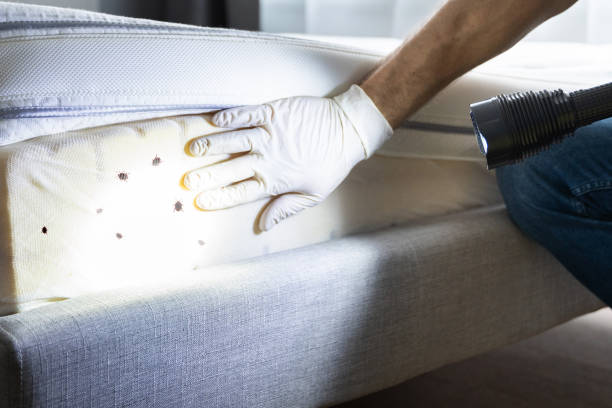 Best Cockroach Control Services  in Tton, IL